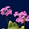 桜草　３