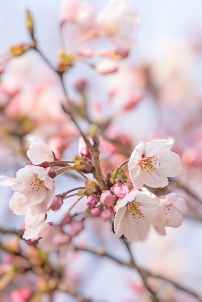 桜 1