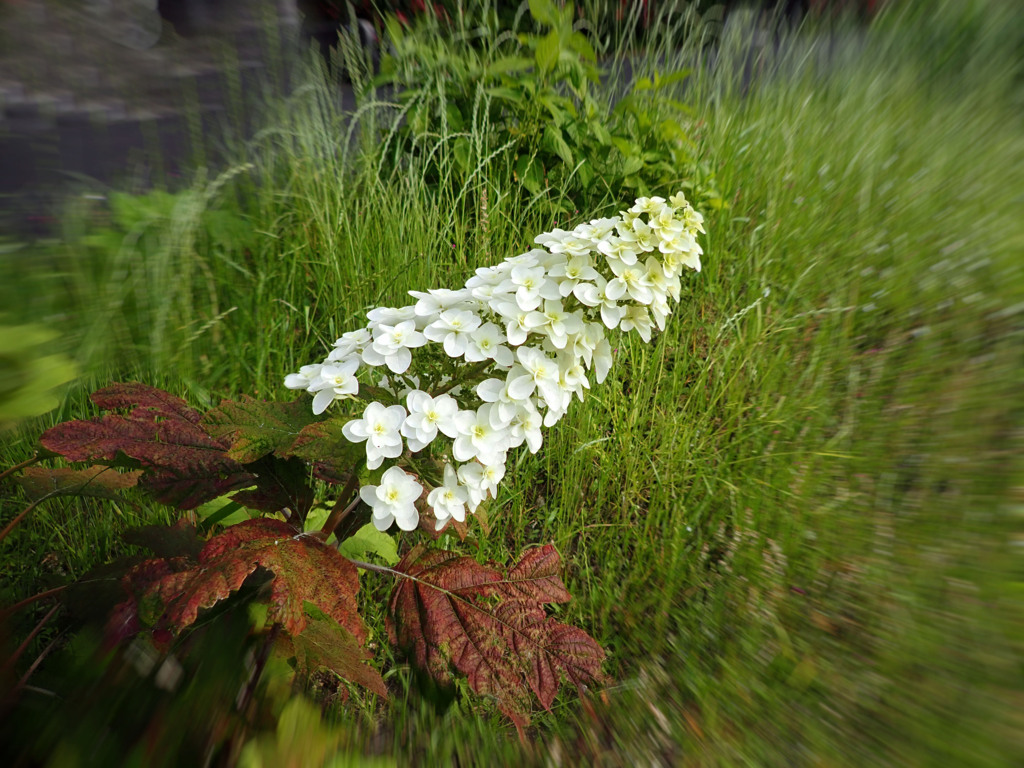柏葉紫陽花　
