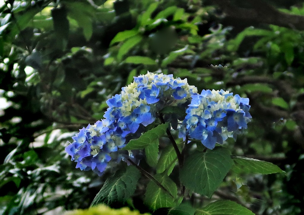 ５月の紫陽花１