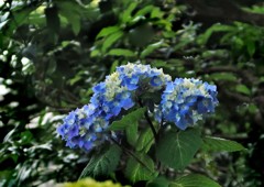 ５月の紫陽花１
