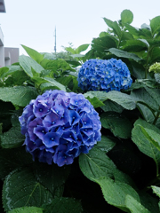 青色紫陽花