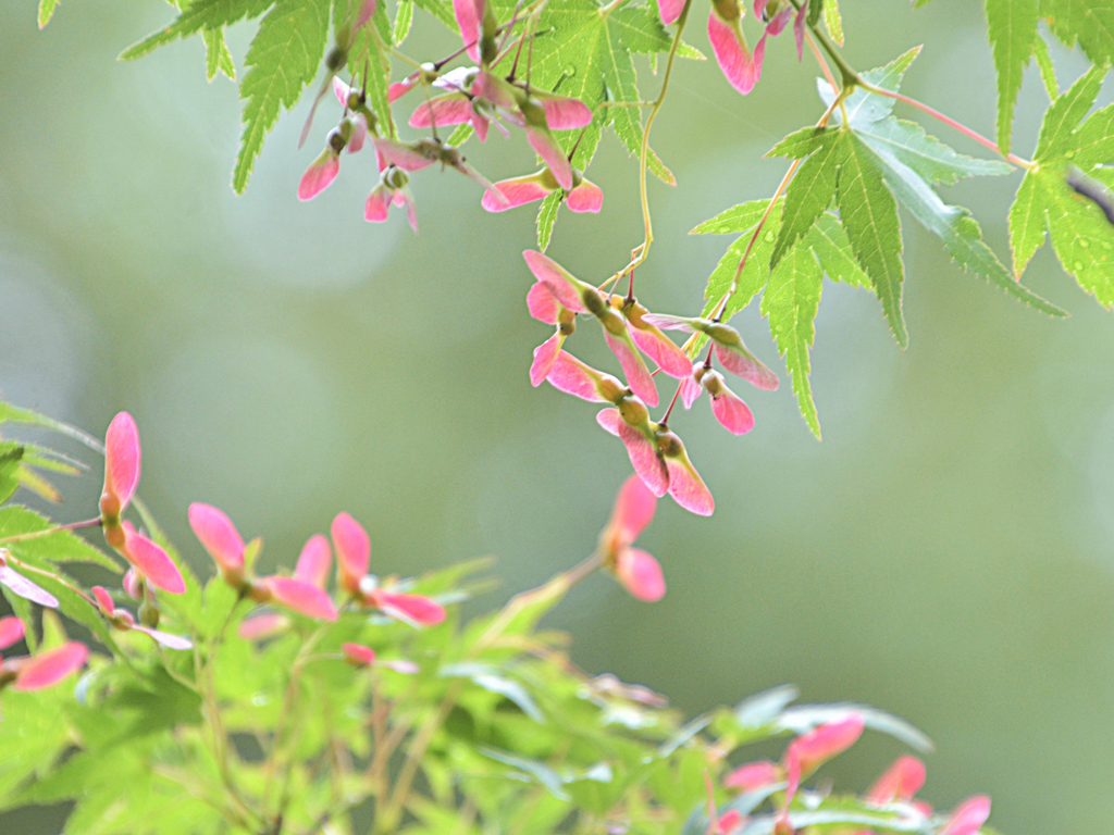 紅葉の花と実