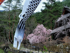 枝垂れ桜と鯉のぼりのシッポ
