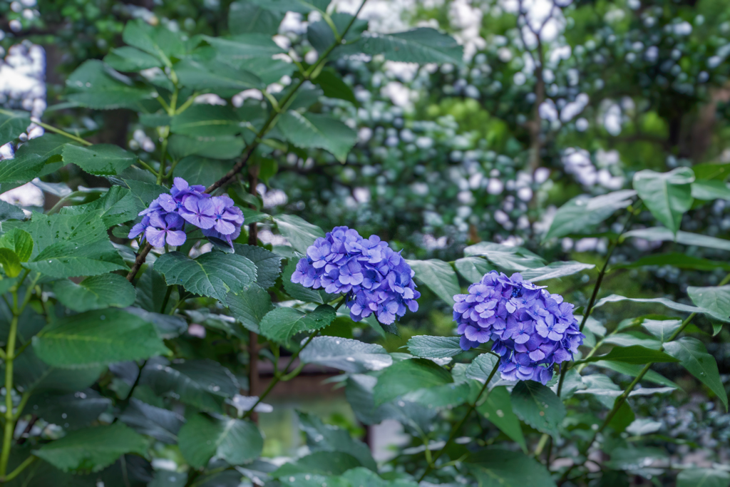 黒軸紫陽花9