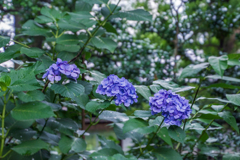 黒軸紫陽花9