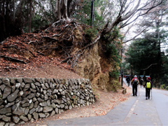 木の根っこが丸見え