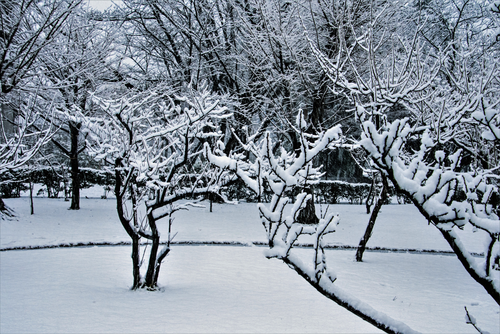 木につもる雪