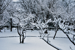 木につもる雪