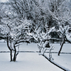 木につもる雪