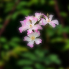 さくら薔薇