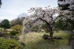 名残りの枝垂れ桜