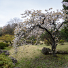 名残りの枝垂れ桜