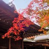 グラデーションの紅葉