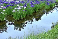 水元公園の花菖蒲　7