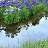 水元公園の花菖蒲　7