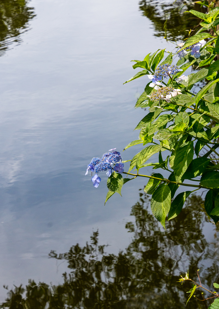 水辺の紫陽花