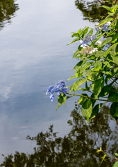 水辺の紫陽花