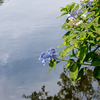 水辺の紫陽花