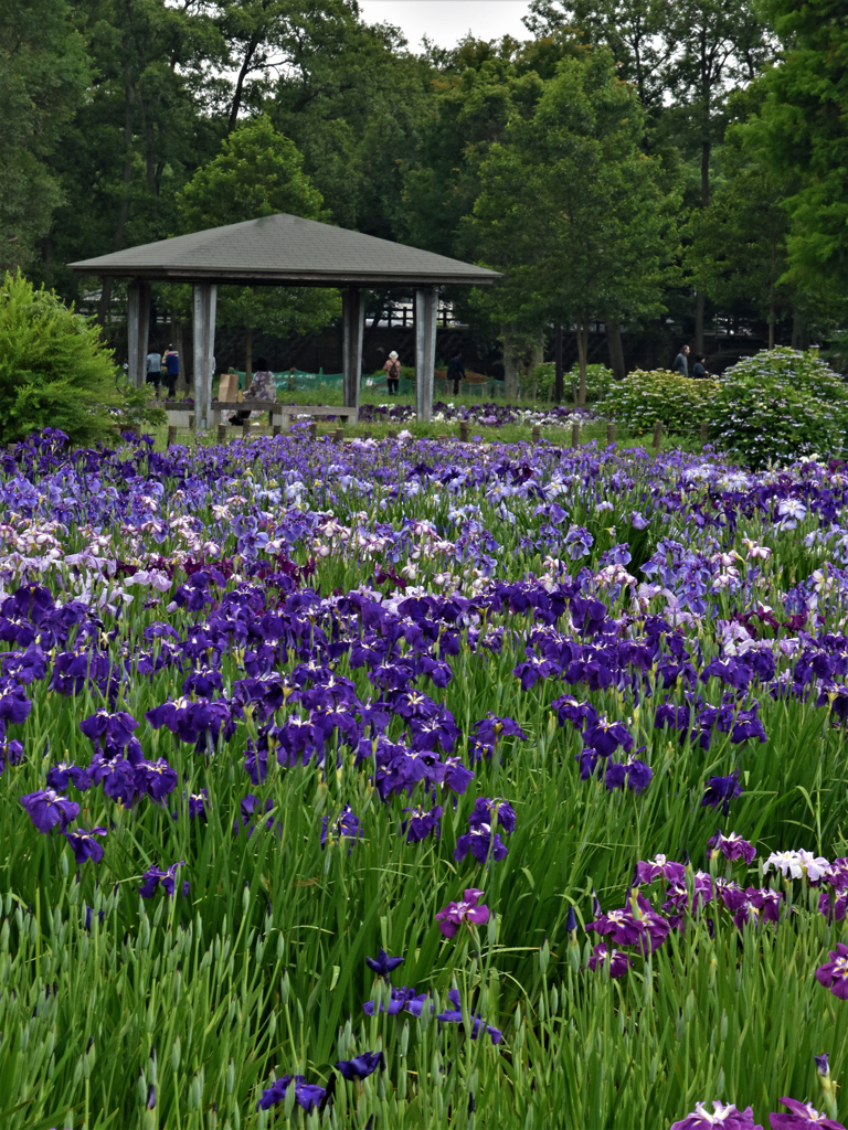 水元公園の花菖蒲　6