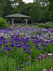 水元公園の花菖蒲　6