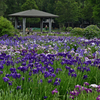 水元公園の花菖蒲　6
