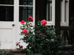 窓辺の赤い薔薇