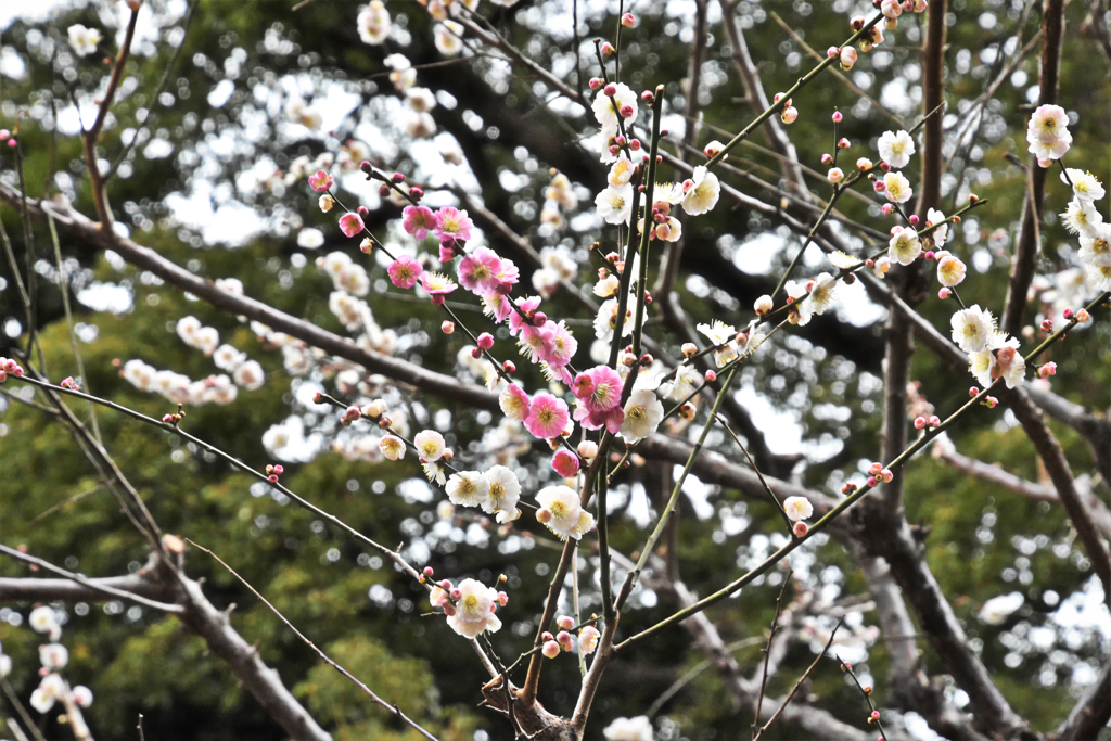 梅林坂の梅