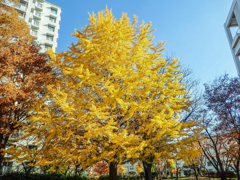 イチョウの黄葉１