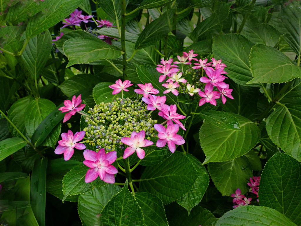 紫陽花　「ダンスパーティー」　色鮮やかに
