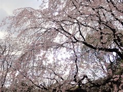 六義園のしだれ桜　４