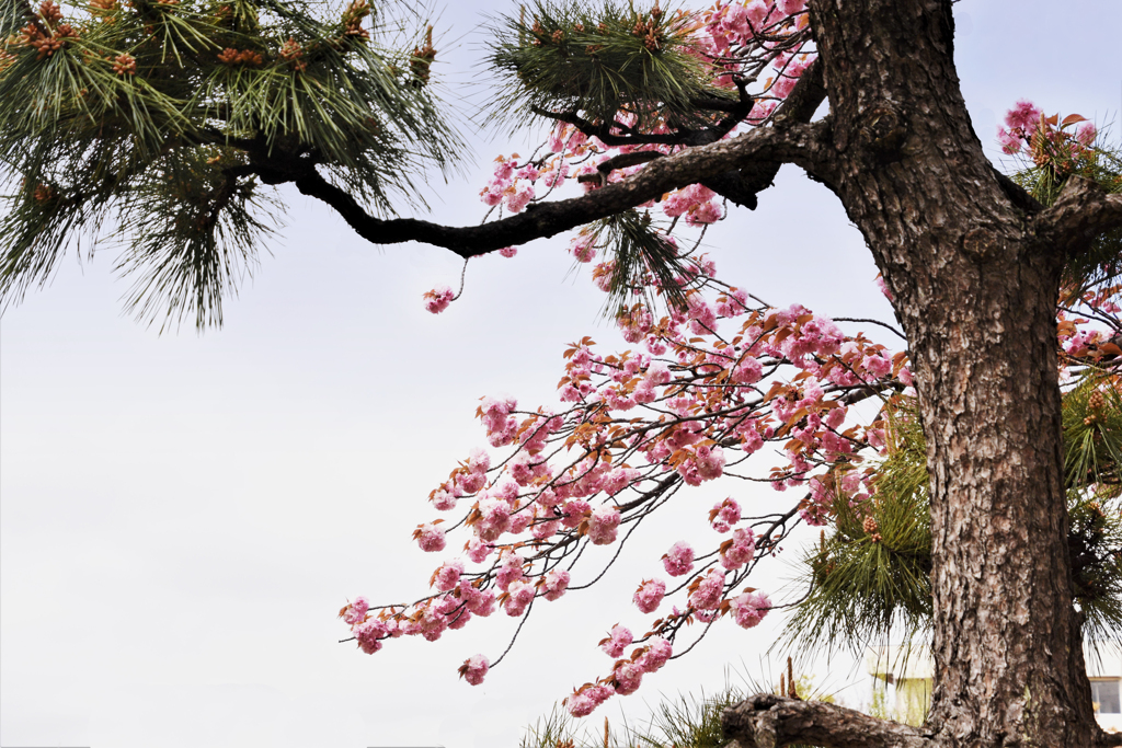 八重桜　松とコラボ