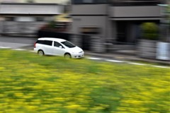 流し撮り　菜の花を前ボケに