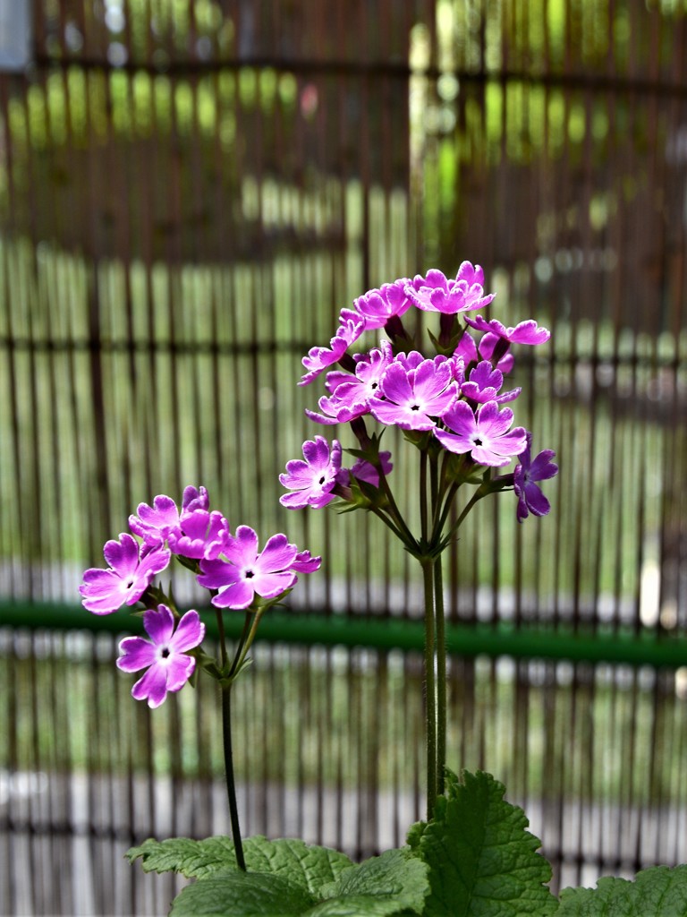 桜草　１