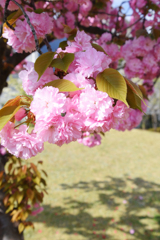 八重桜　５