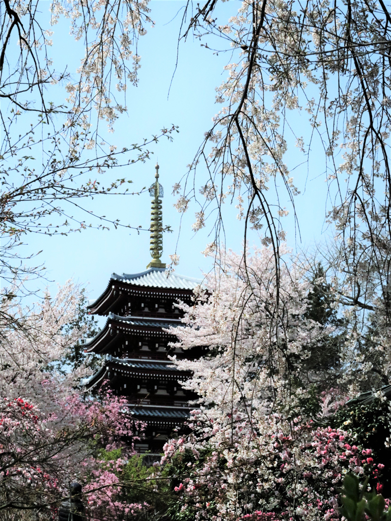 本土寺の桜　１