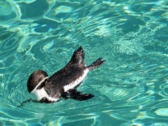 水を動かすペンギン