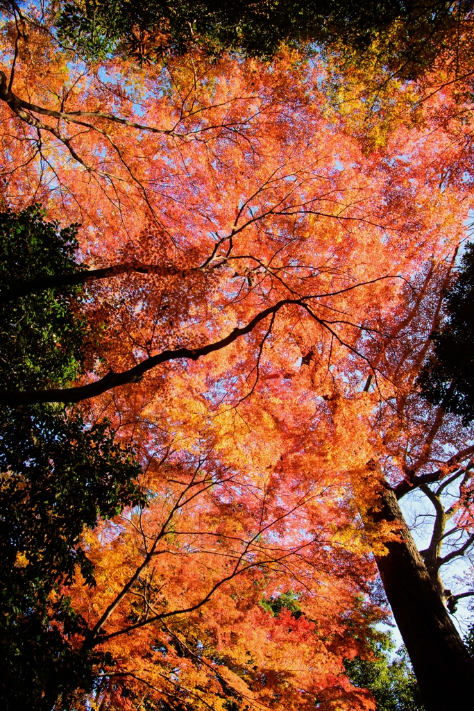 小石川後楽園の紅葉　３