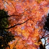 小石川後楽園の紅葉　３