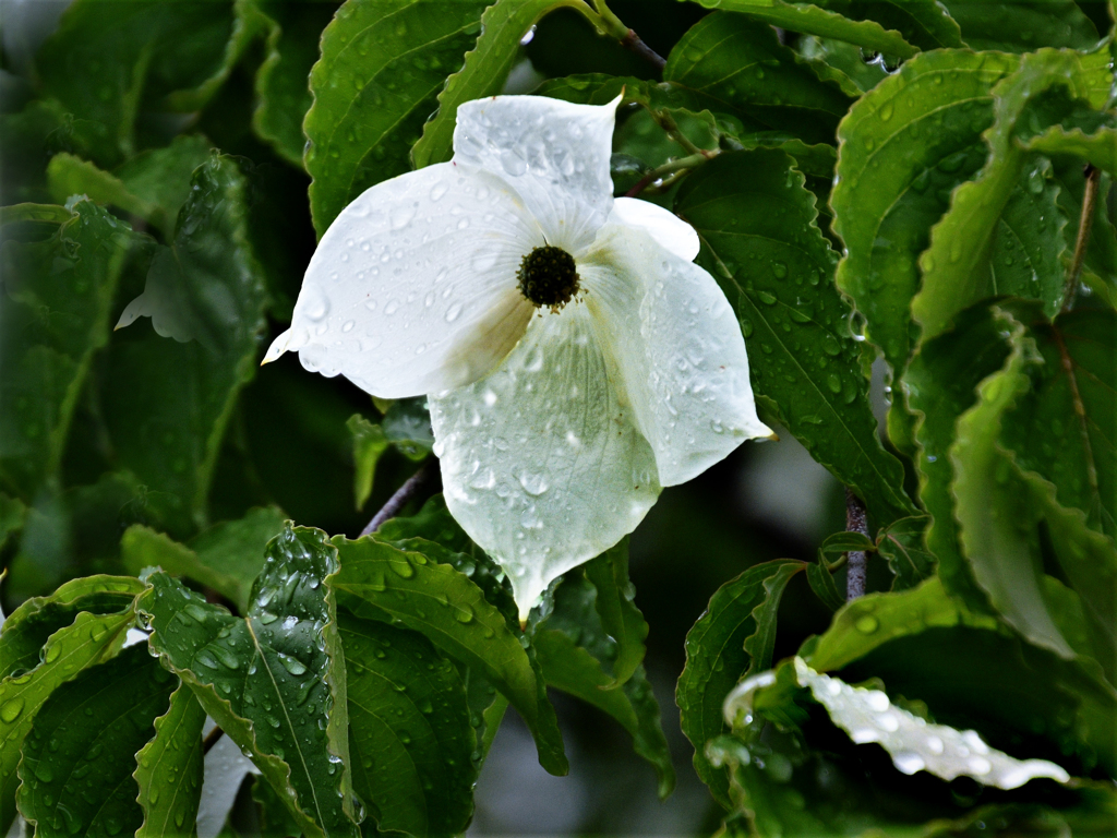 雨に咲くヤマボウシの花３