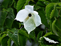 雨に咲くヤマボウシの花３