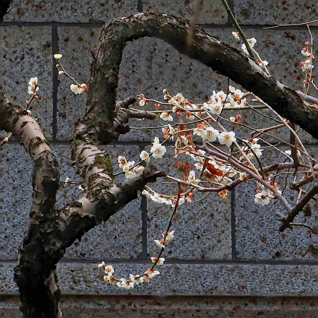 力強い枝ぶり