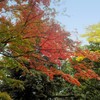 赤と黄