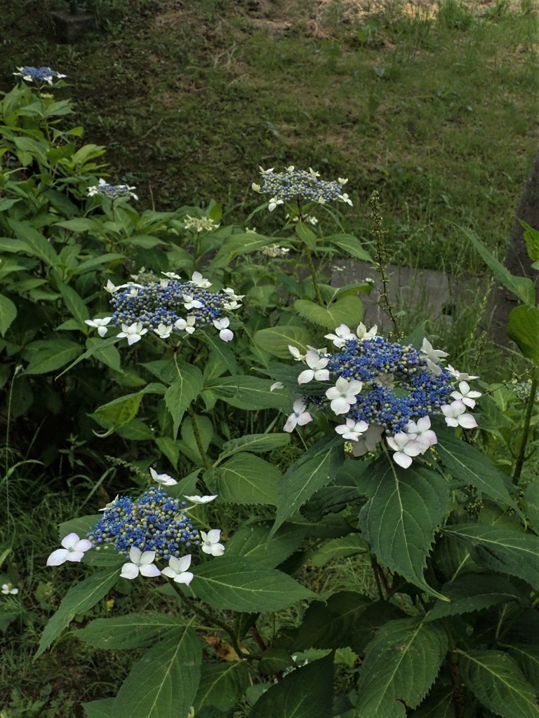 額紫陽花　