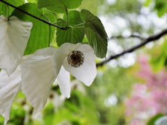 ハンカチの木の花　3