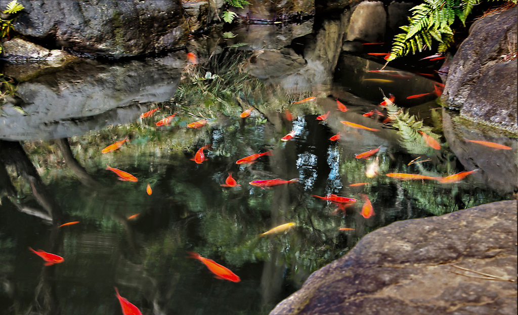 殿ヶ谷戸庭園 池の鯉