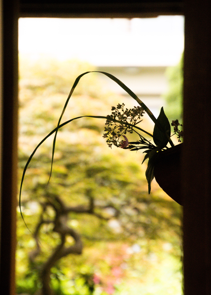 茶花