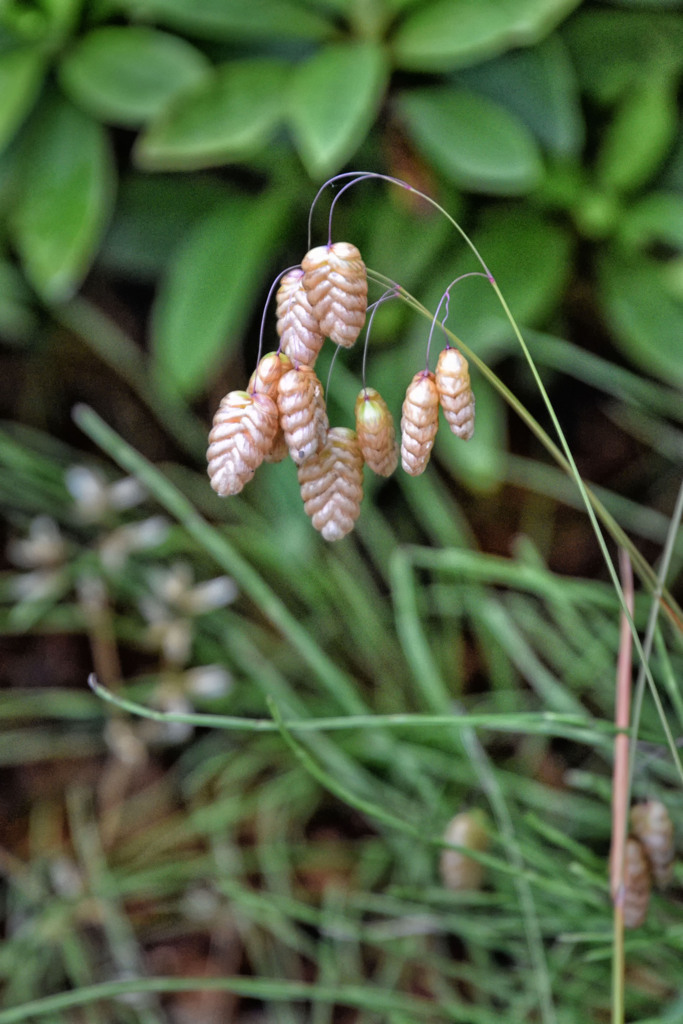 小判草