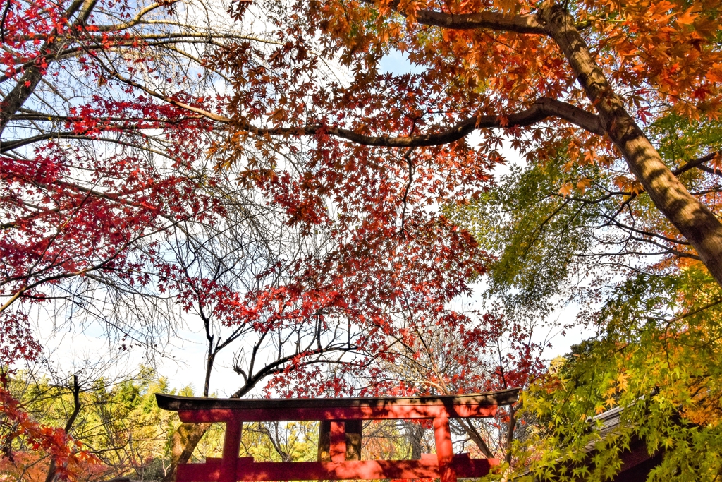 本土寺の紅葉6 