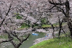 桜 8 千鳥ヶ淵